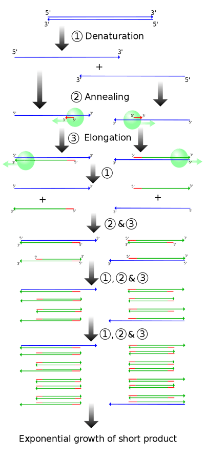 800px-PCR.svg