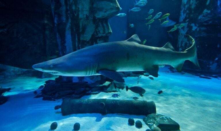 Image shows a shark at London Aquarium.