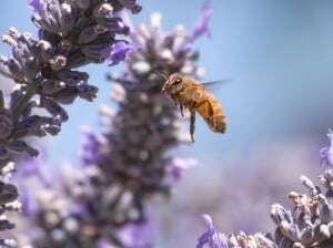 Image shows a bee flying towards some lavender.
