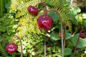 Image shows red, bell-shaped flowers.