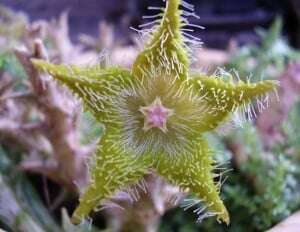 Image shows a cactus flower.
