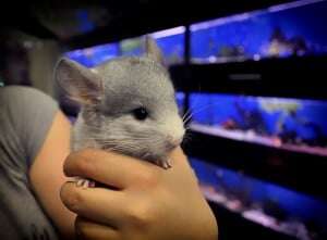 Image shows someone holding a chinchilla.