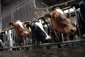 Image shows a row of cows.