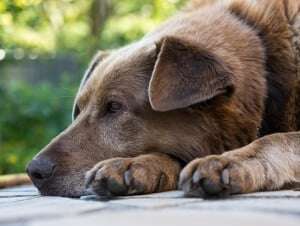 Image shows an old-looking dog resting his head on his paws.