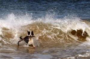 Image shows a dog with a branch running through the sea.