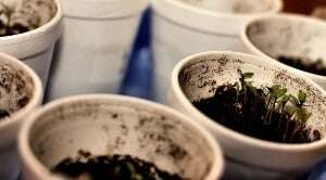 Image shows a circle of pots with cress growing in them.