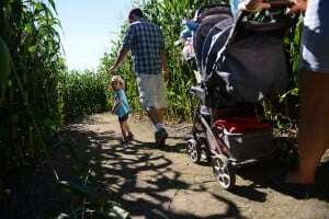 Image shows a family walking through a cornfield.