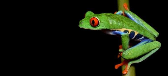 Image shows a red-eyed tree frog against a black background. 
