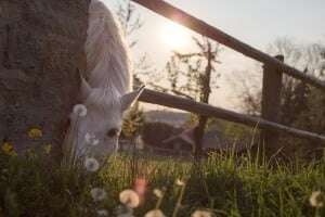Image shows a horse in a field.
