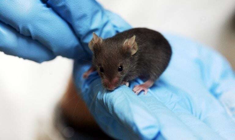 Image shows a lab mouse being held by a scientist.