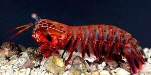 Image shows a mantis shrimp.