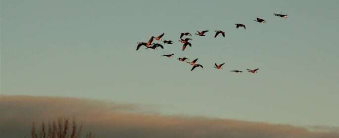 Image shows birds migrating in a v-formation. 