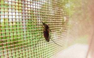 Image shows a mosquito on a net.