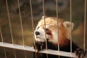 Image shows a red panda in a zoo.