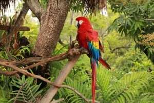 Image shows a parrot in the rainforest. 