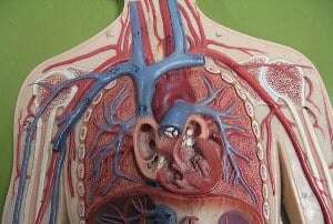 Image shows a model of the human chest cavity. 