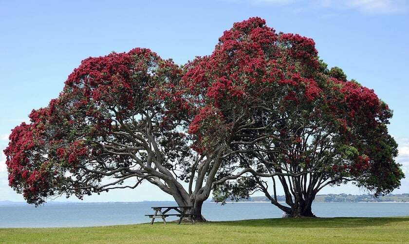 Image shows a Pohutukawa tree in bloom.