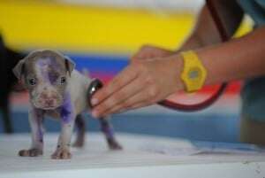 Image shows a vet taking a puppy's pulse.
