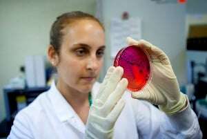 Image shows a scientist inspecting salmonella in a lab. 