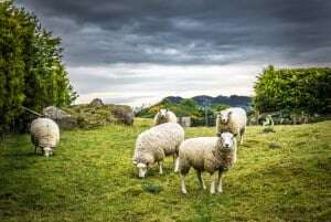 Image shows a flock of sheep.