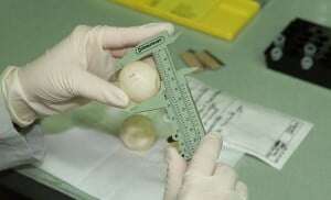 Image shows a scientist measuring a turtle egg.