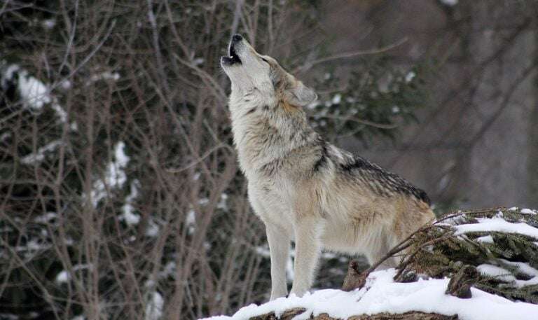 Image shows a wolf howling.