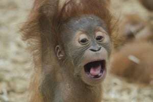 This clever little guy is getting a head start on practising those difficult-to-pronounce Italian verbs.