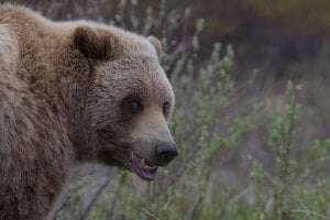 Image shows a bear