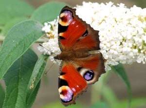 image shows a butterfly