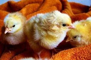 Traditional feast days such as Easter remain compulsory holiday in many workplaces.