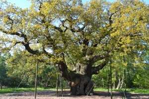 image shows major oak - a large oak tree in Sherwood Forest