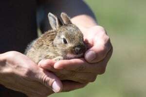 image shows hands holding a baby bunny