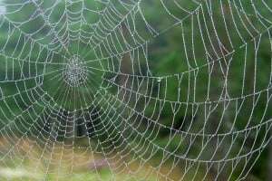 Perseverance is a valuable life skill. As Robert the Bruce learnt from a spider building a web: ‘If at first you don’t succeed try, try again’.