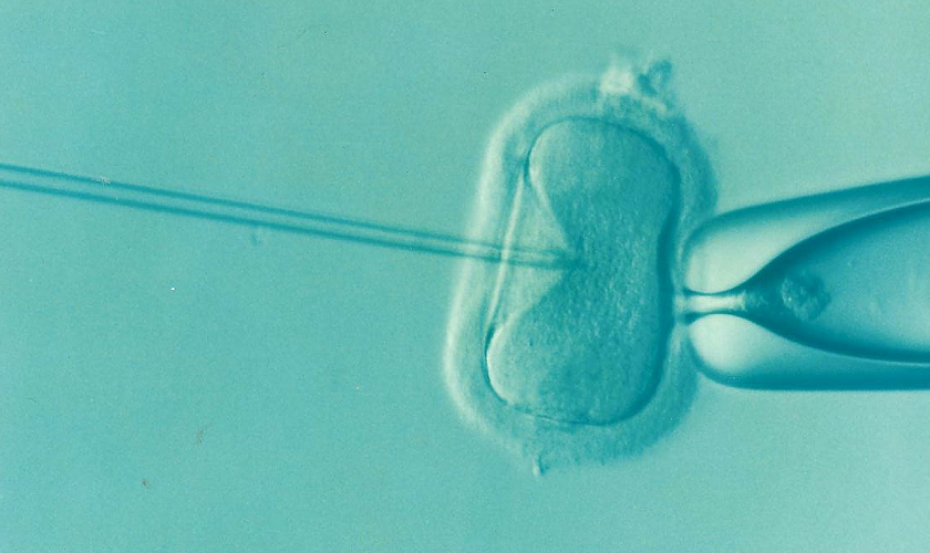 Image shows an egg being fertilised through IVF.