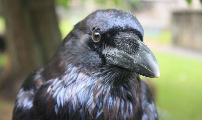 Image shows a raven looking at the camera.