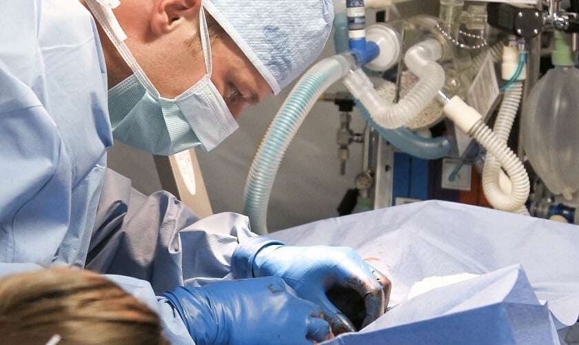 Image shows a vet performing surgery on an animal.