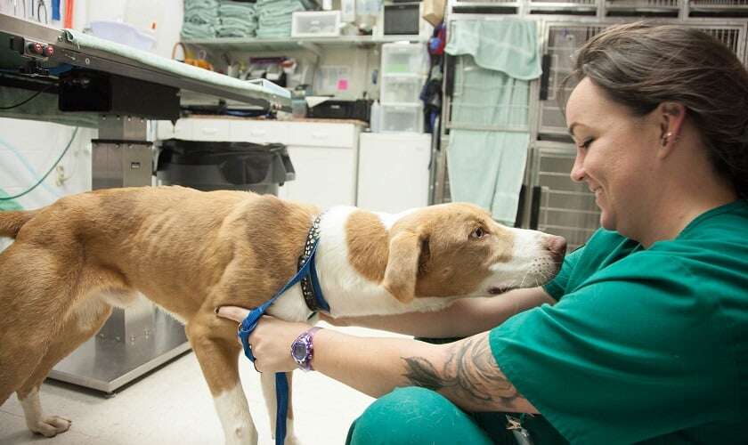 Image shows a vet with a dog.