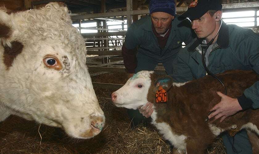 Image shows two vets with a cow and a calf.