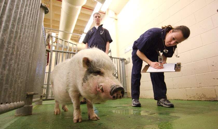 Image shows a vet inspecting a pig.