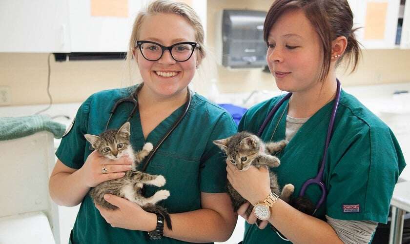Image shows two vets holding kittens.